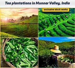高清的茶叶茶园茶农茶山图片：Tea plantations in Munnar Valley,Kerala,India